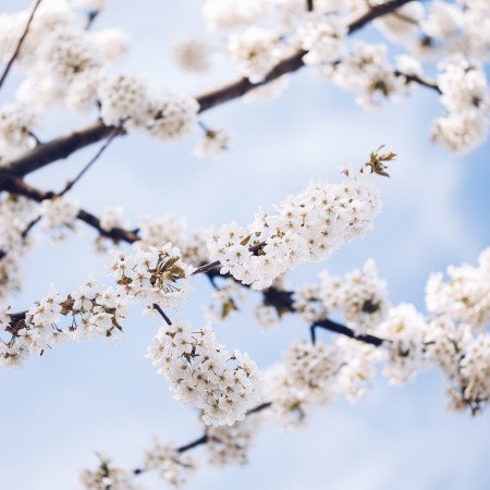 Tree blossom blue sky