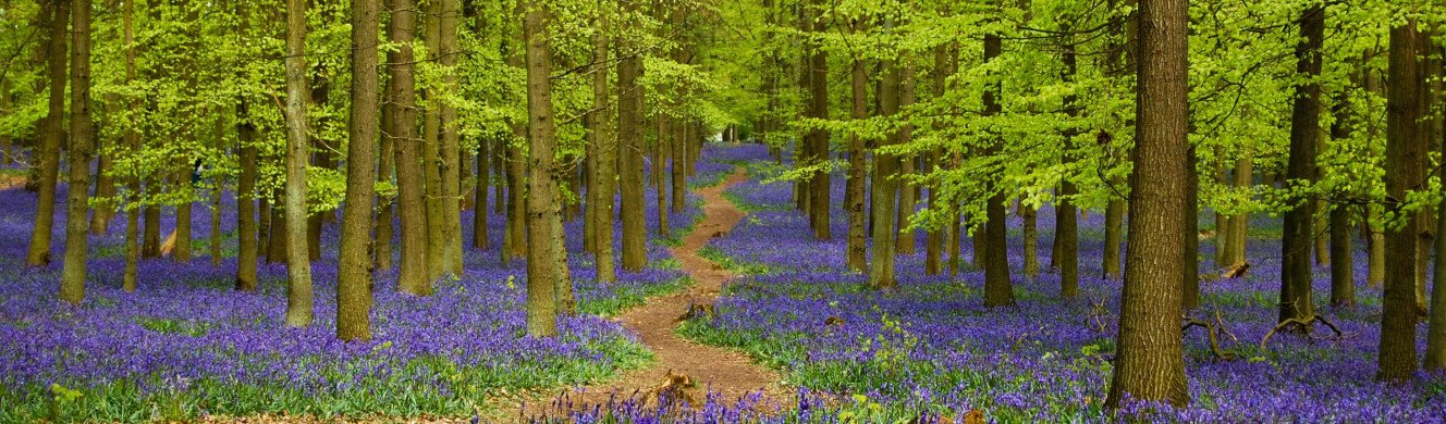 Bluebells