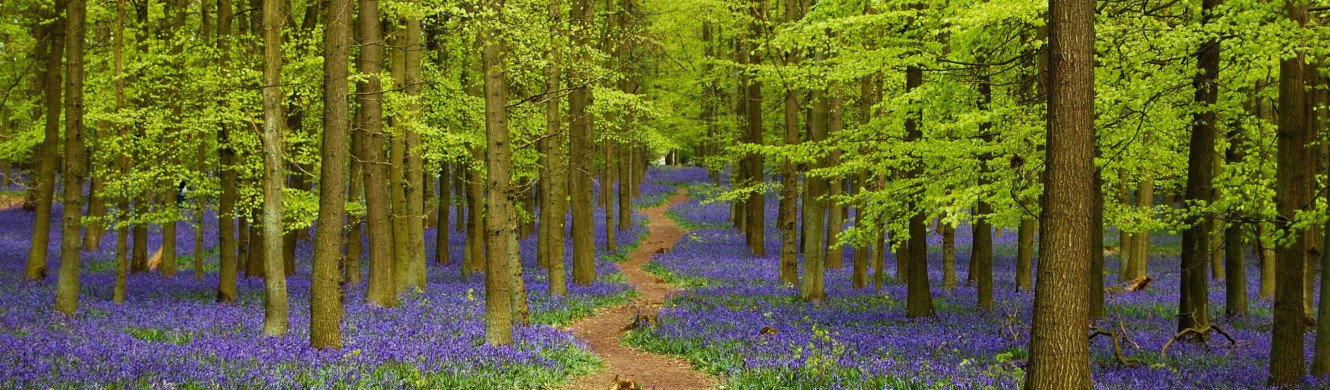 Bluebells