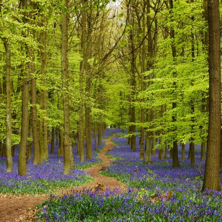 Bluebells