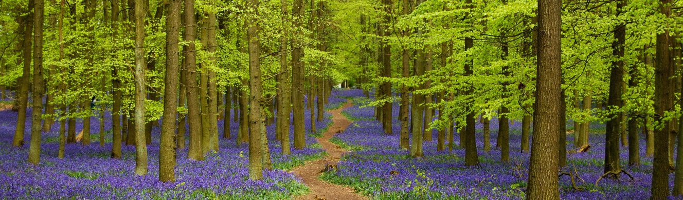 Bluebells