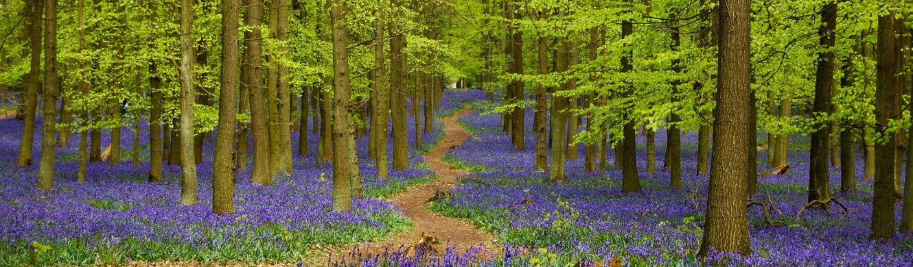 Bluebells