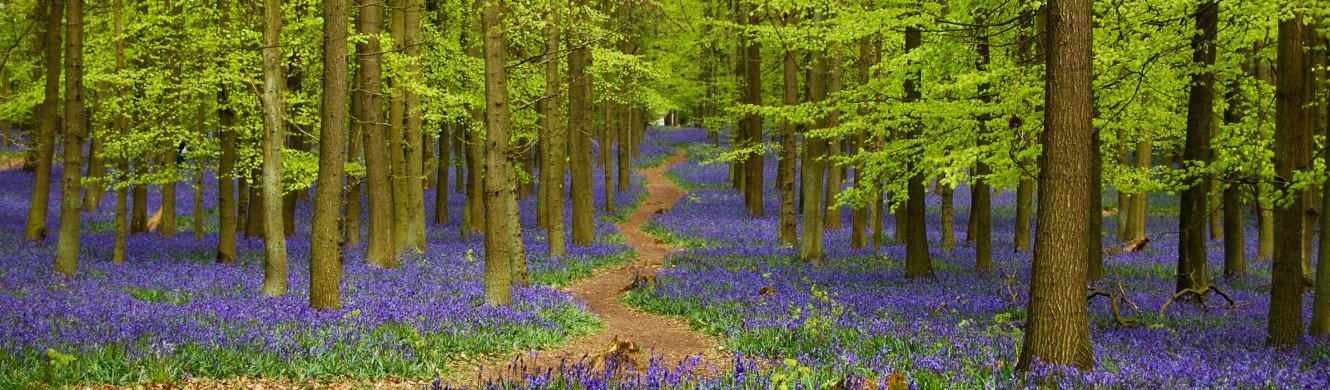 Bluebells