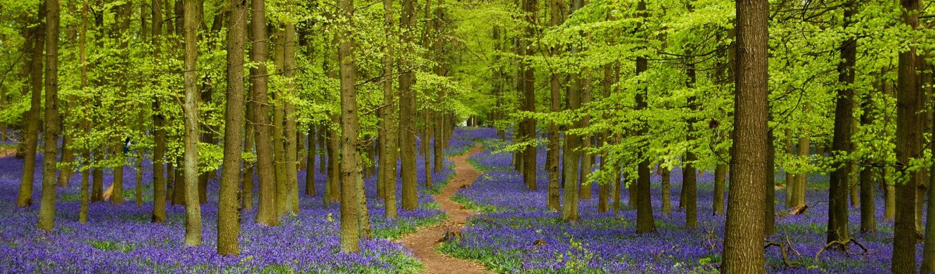 Bluebells