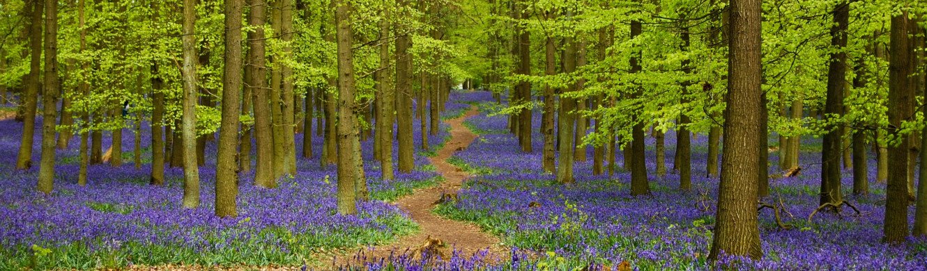 Bluebells