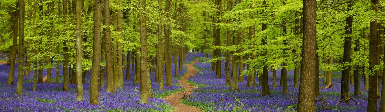 Bluebells