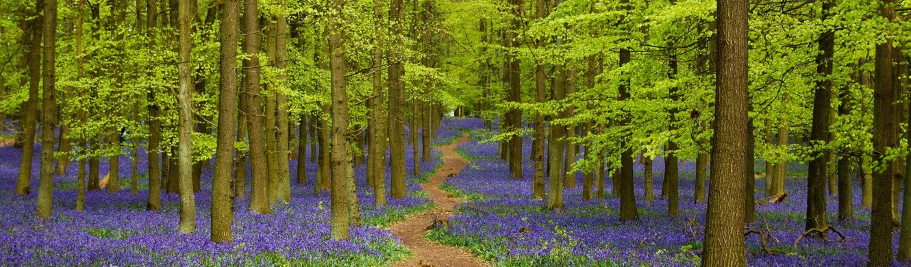Bluebells