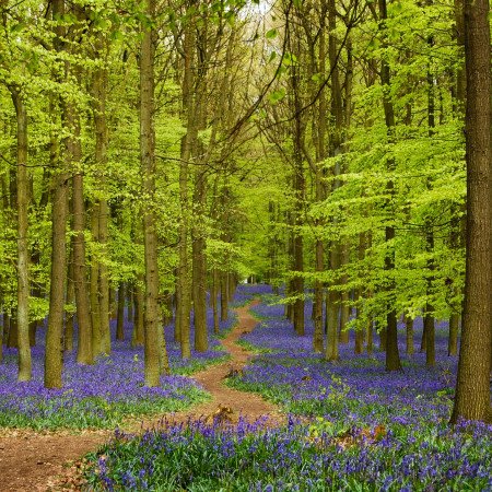 Bluebells