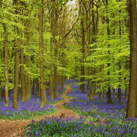 Bluebells