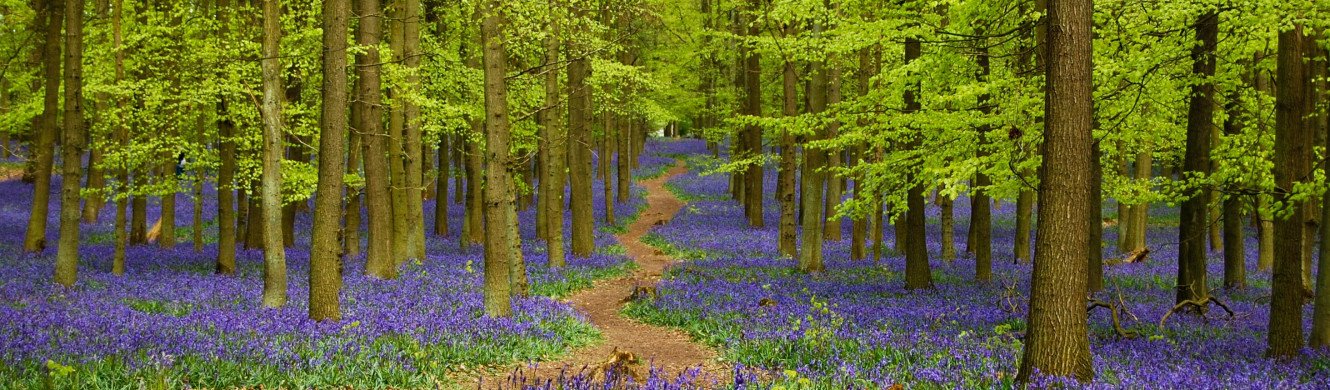 Bluebells