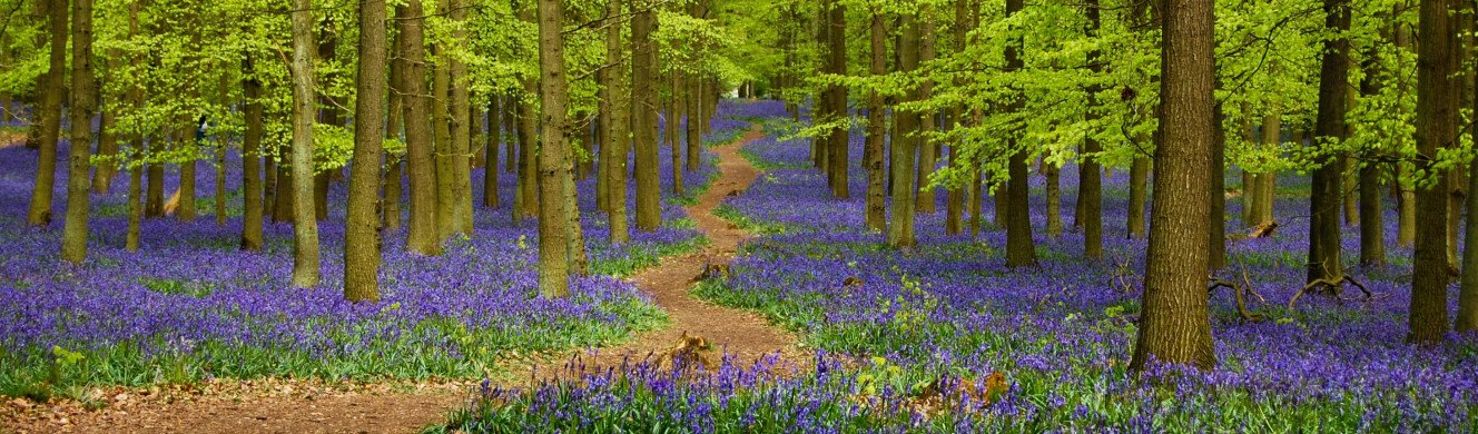 Bluebells