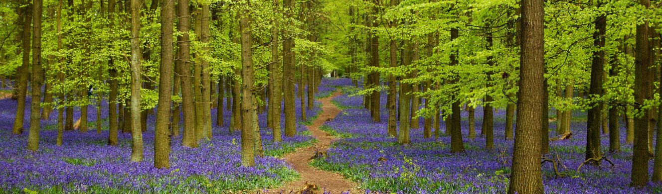 Bluebells