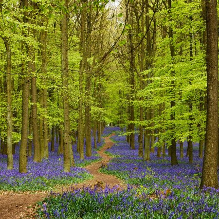 Bluebells