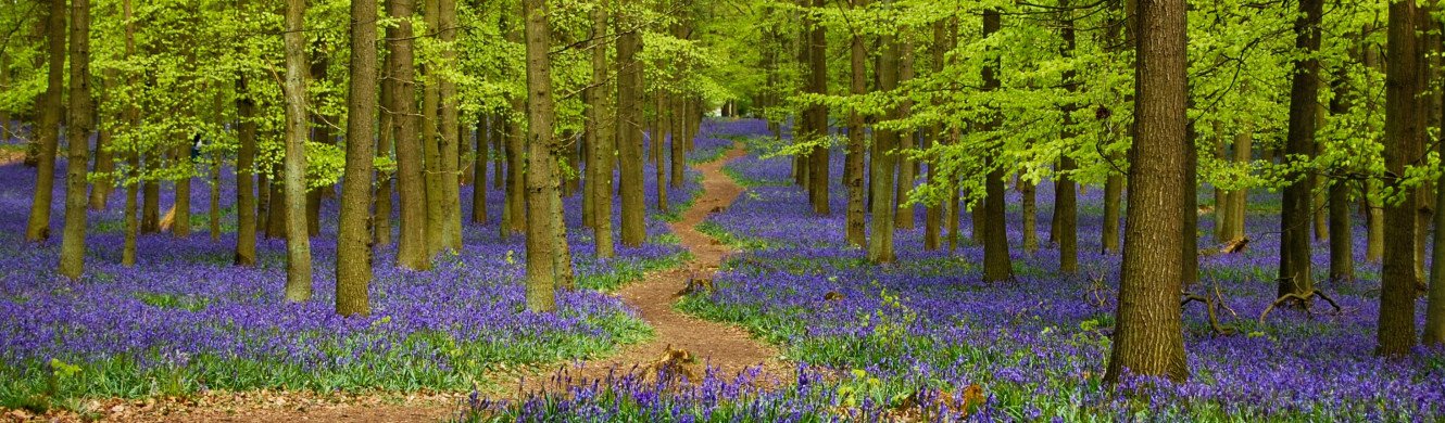 Bluebells