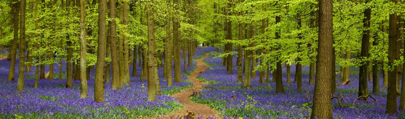 Bluebells