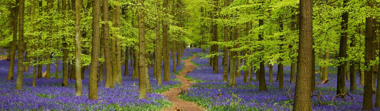 Bluebells