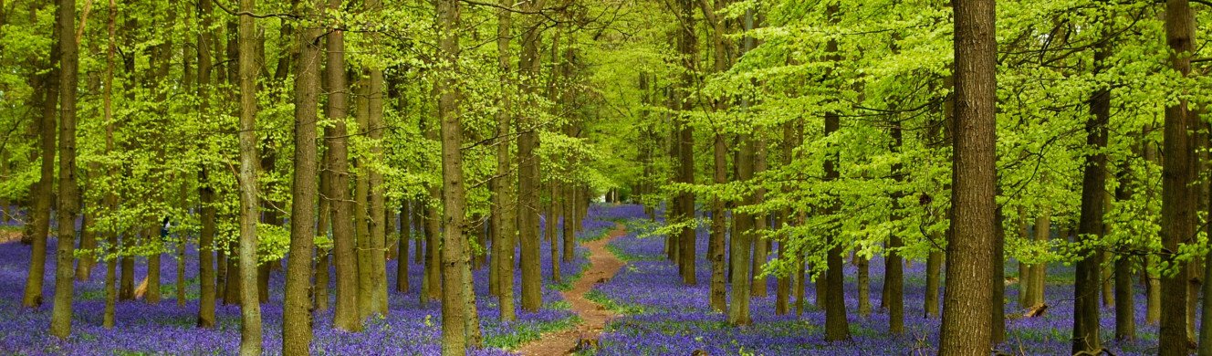 bluebells