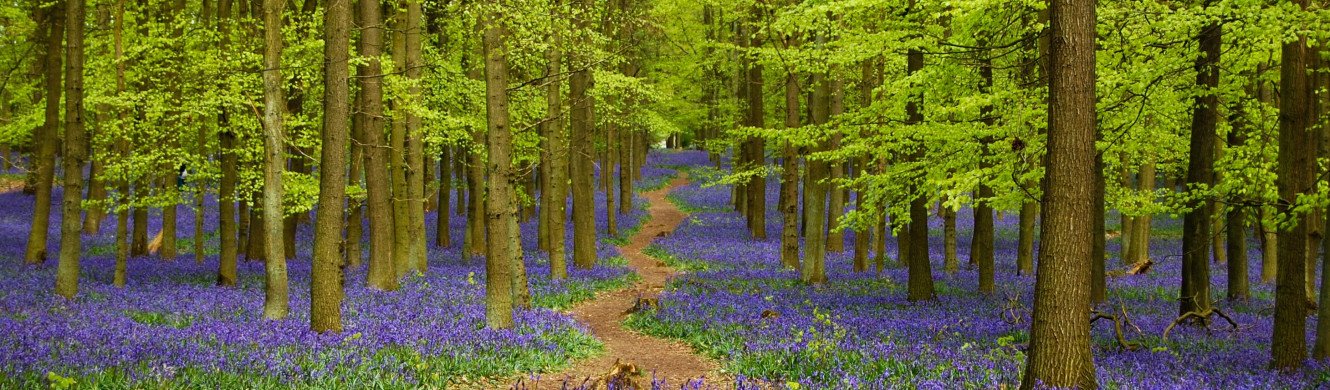 Bluebells