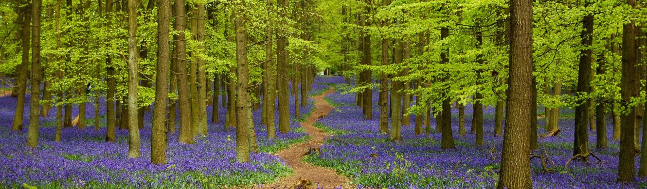 Bluebells