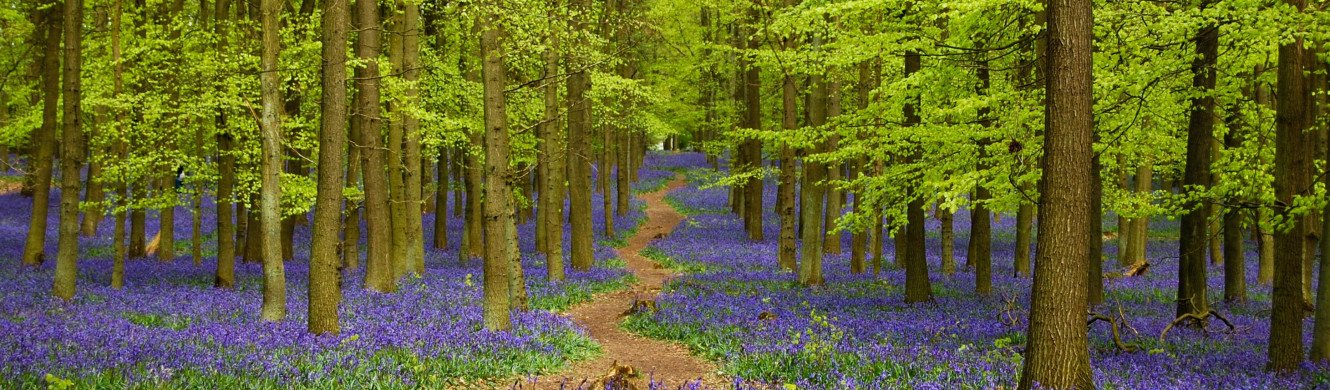 Bluebells