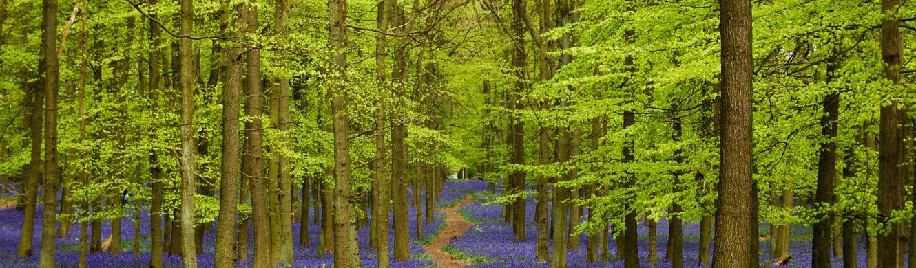 Bluebells