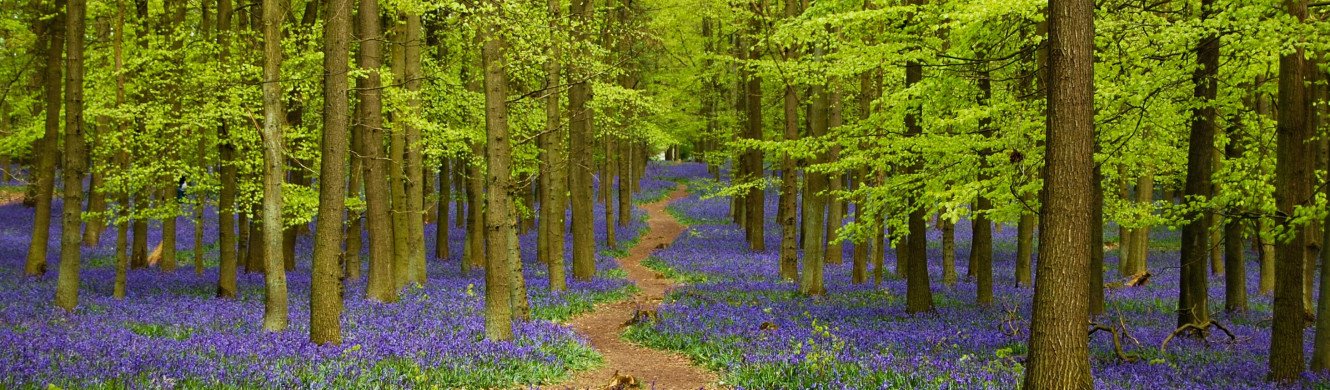 Bluebells