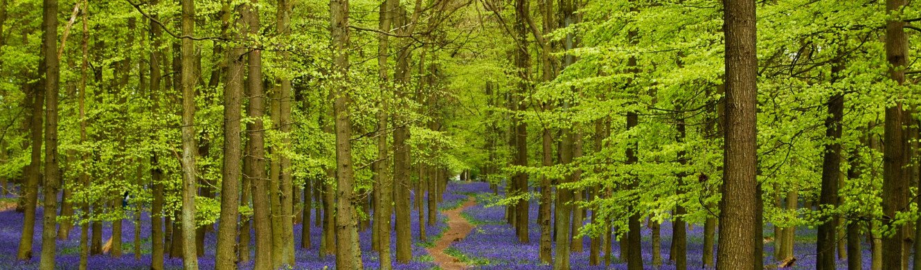 Bluebells