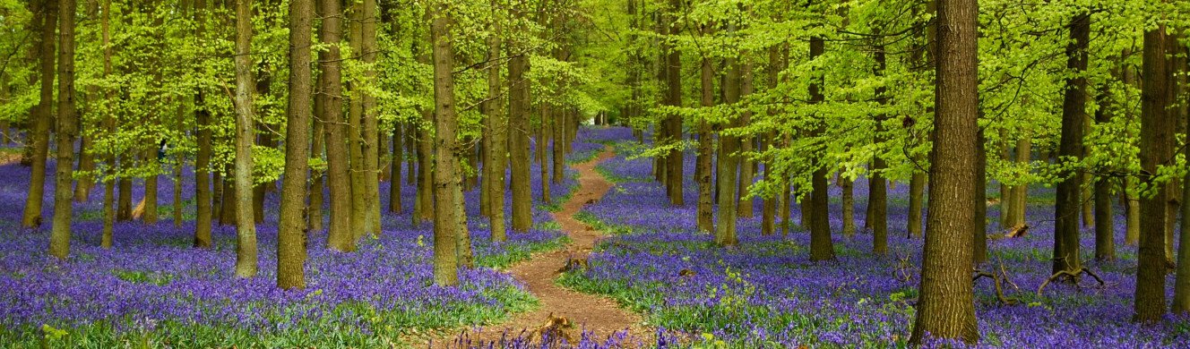 Bluebells