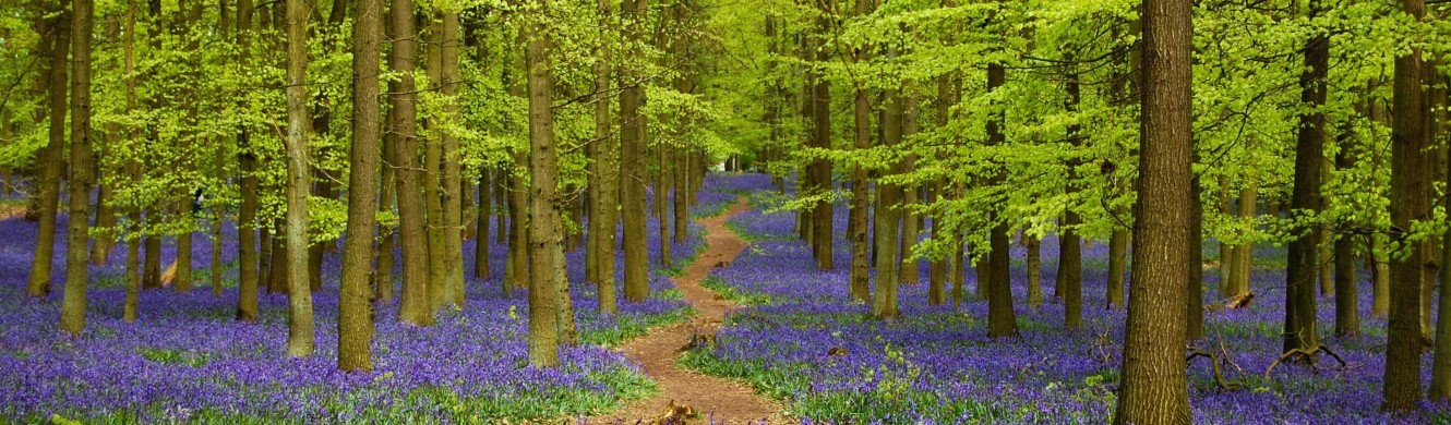 Bluebells