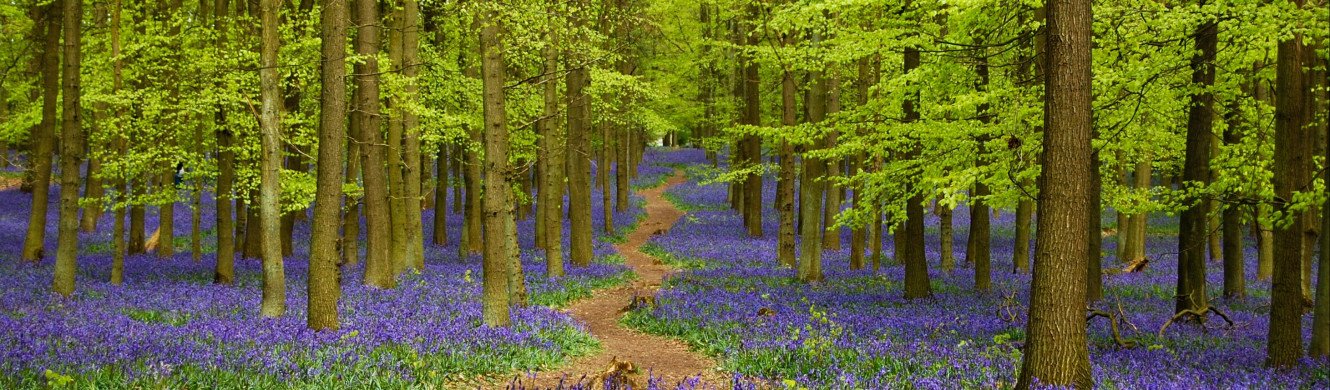 Bluebells