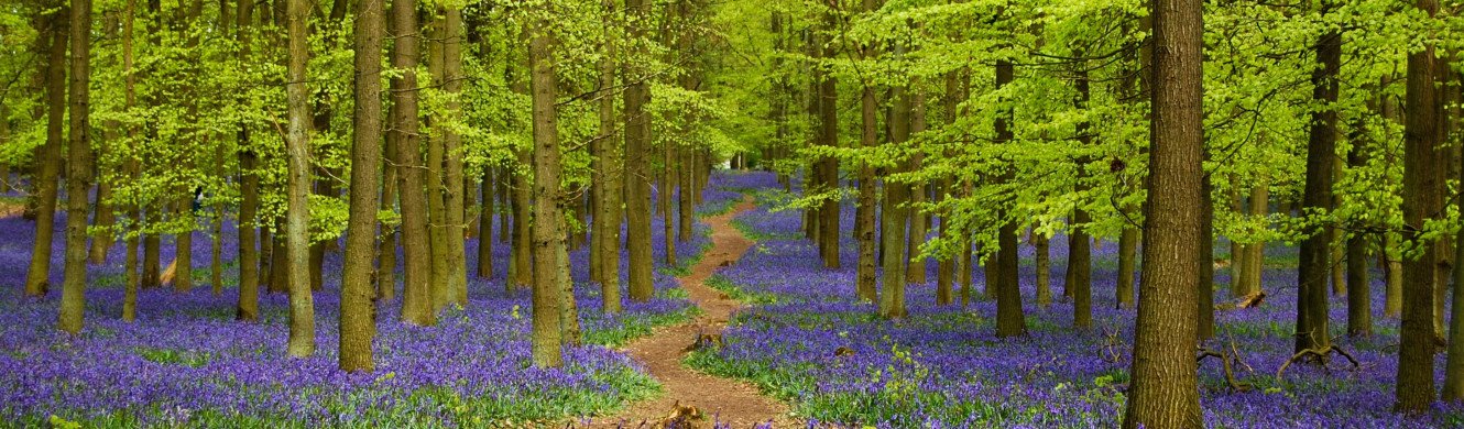 Bluebells