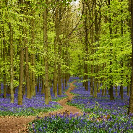 Bluebells