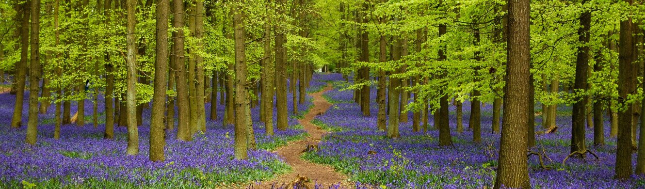 Bluebells