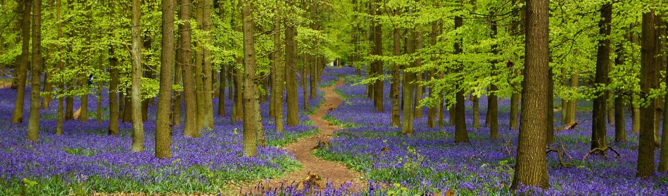 Bluebells