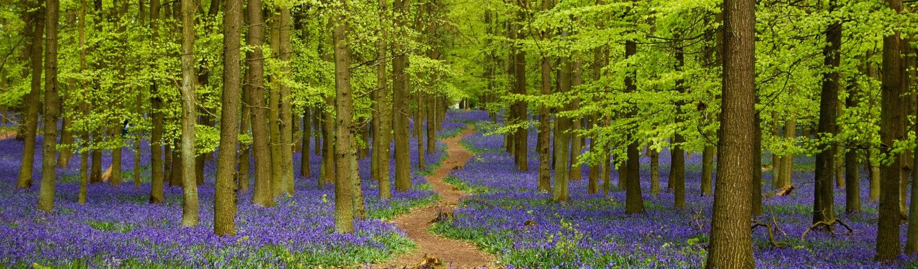 Bluebells