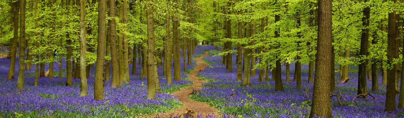 Bluebells
