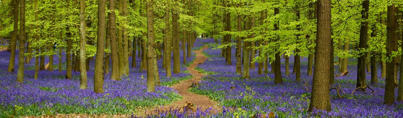 Bluebells