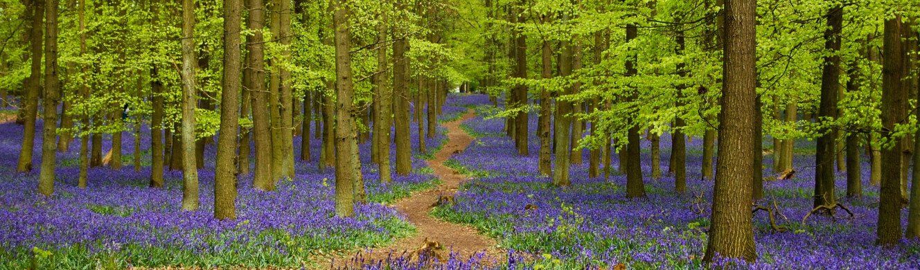 Blue bells