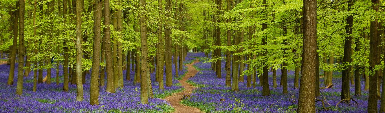 Bluebells 