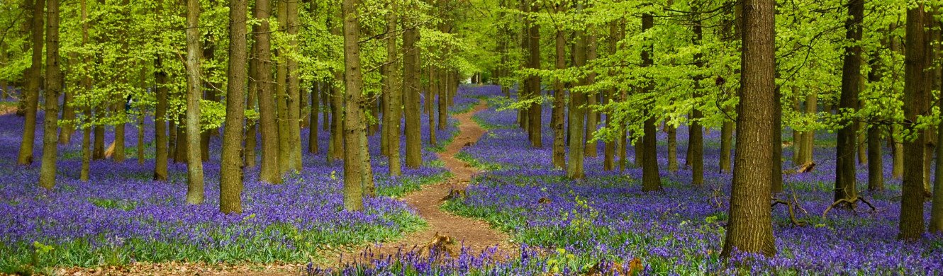 Bluebells