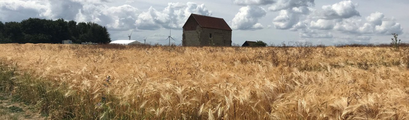 Bradwell Chapel in a corn field