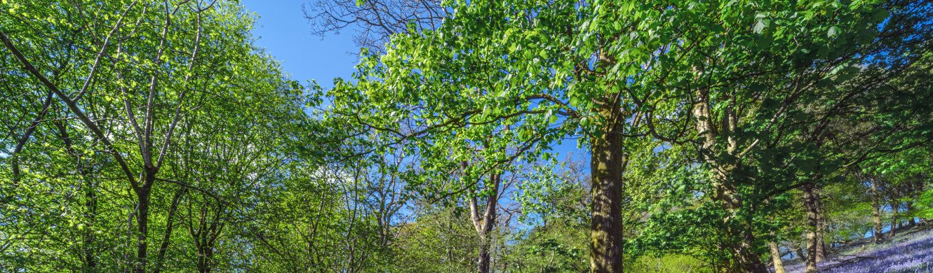 Sunny forest 