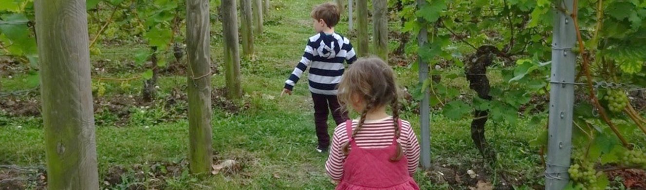 vineyards children