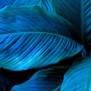 blue leaves