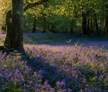 Bluebells