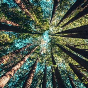trees