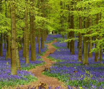 Bluebells