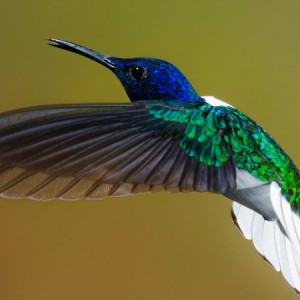 A humming bird