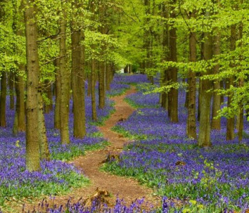 Blue bells