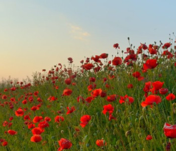 Remembrance